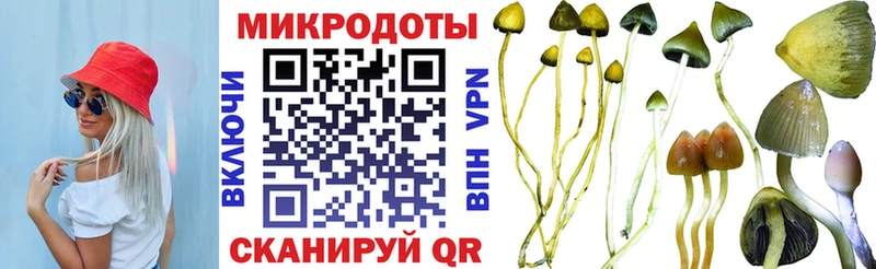 Псилоцибиновые грибы Psilocybe Тутаев